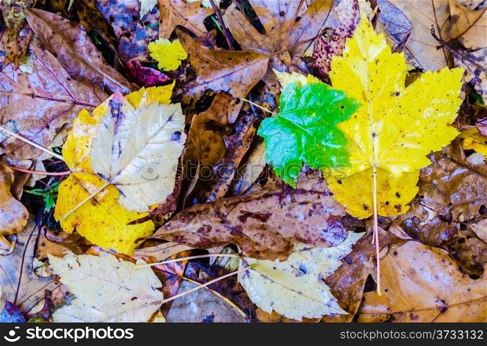 autumn season colors at neightborhood park