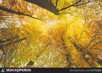 Autumn season concept. Looking up into trees forest with wide angle. Nature in the park.. Looking up into trees with wide angle.