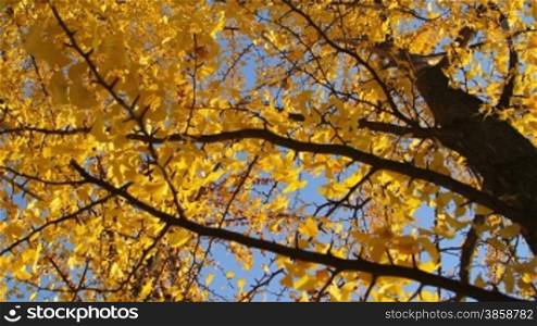 Autumn season - Ginkgo Biloba tree