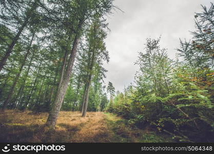 Autumn season in a Scandinavian forest with colorful trees