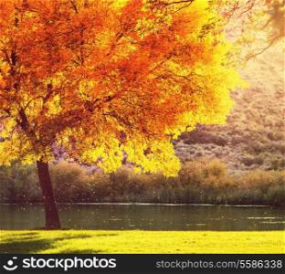 Autumn season in forest