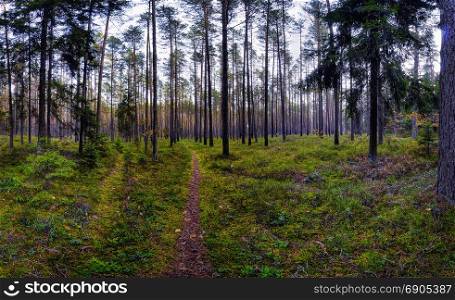 Autumn season in forest near Vilnius, Lithuania