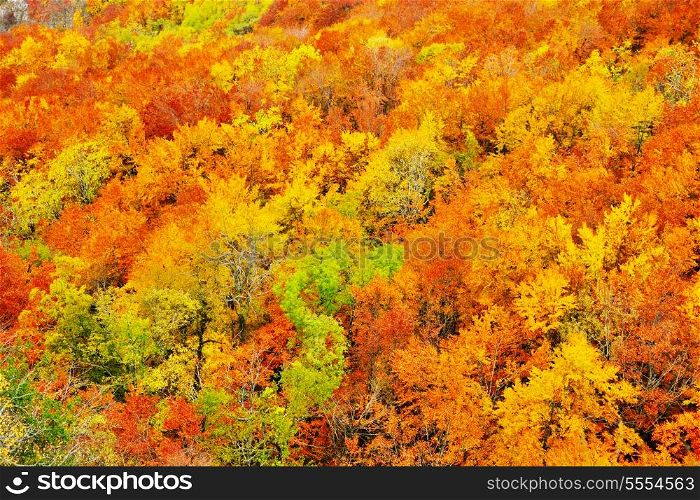 autumn season orange leafs background in nature