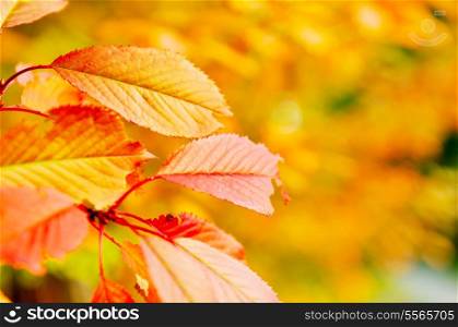 autumn season orange leafs background in nature
