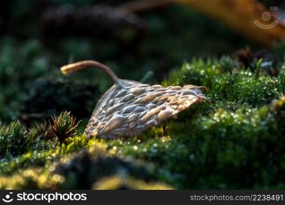 Autumn season scene with atmospheric nature details and macro photography. Autumn leaf on green moss with morning dew and sparkling sunlight