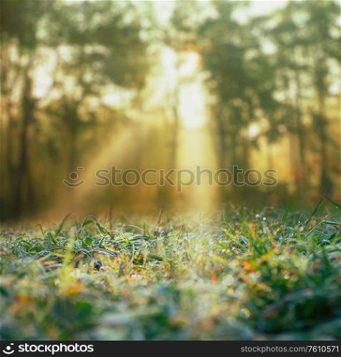 Autumn. Seasonal background with morning dew and sunbeam