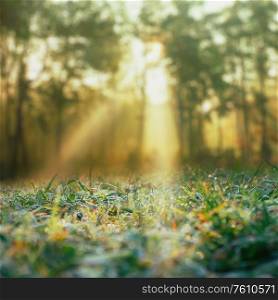 Autumn. Seasonal background with morning dew and sunbeam