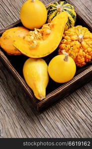 Autumn seasonal background with pumpkinsin box.Autumn nature concept.Harvesting. Autumn pumpkin in box