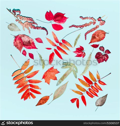 Autumn seasonal composing made of various autumn colorful leaves turquoise blue background. Flat lay, top view
