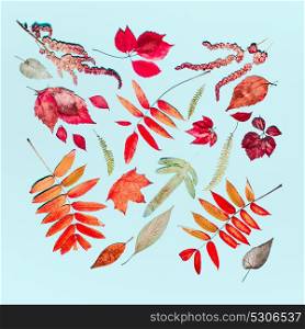 Autumn seasonal composing made of various autumn colorful leaves turquoise blue background. Flat lay, top view