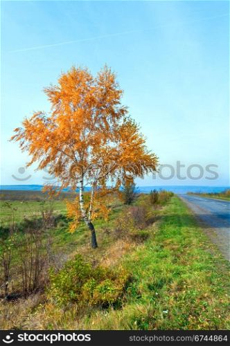 Autumn secondary country road and yellow birch on side
