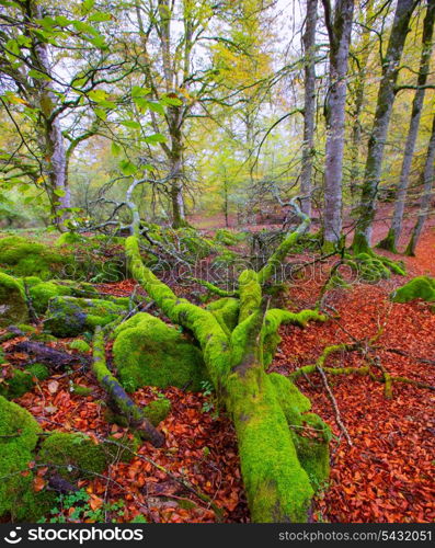 Autumn Selva de Irati fall beech jungle in Navarra Pyrenees of Spain