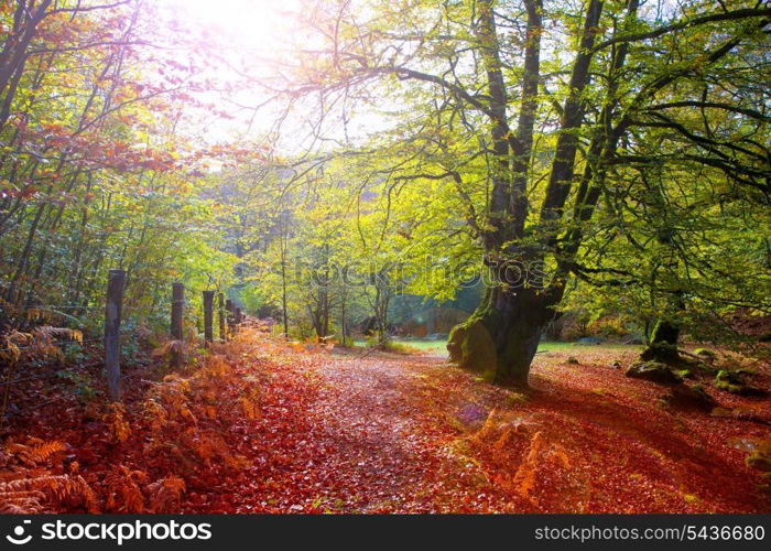 Autumn Selva de Irati fall beech jungle in Navarra Pyrenees of Spain