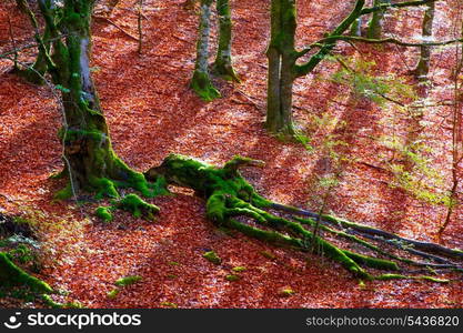 Autumn Selva de Irati fall beech jungle in Navarra Pyrenees of Spain