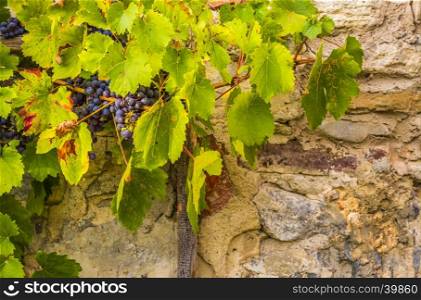 Autumn settings with a bunch of red grapes on their vines, ready to be harvested, on a stone wall background