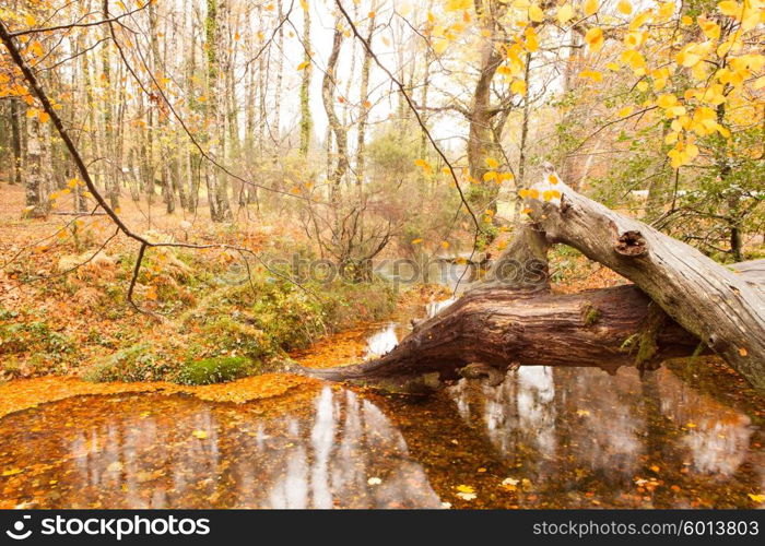 Autumn shot of the portuguese national park of geres