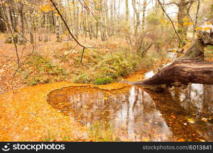 Autumn shot of the portuguese national park of geres