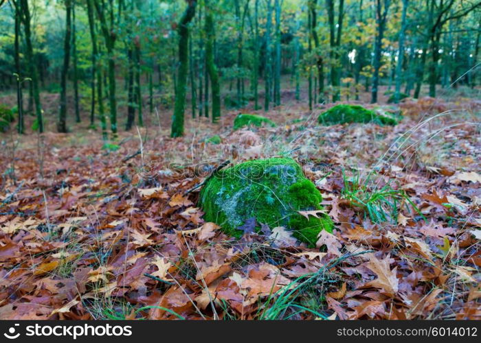 Autumn shot of the portuguese national park of geres