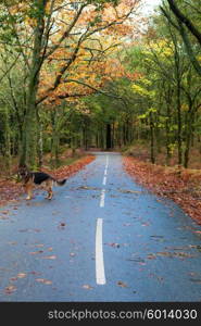 Autumn shot of the portuguese national park of geres