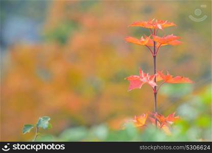 Autumn single maple tree leaves