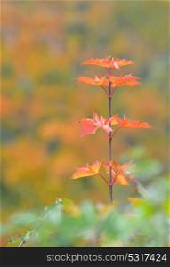 Autumn single maple tree leaves