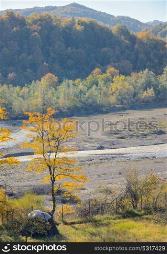 Autumn single tree near river
