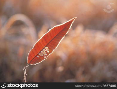 Autumn Sketch