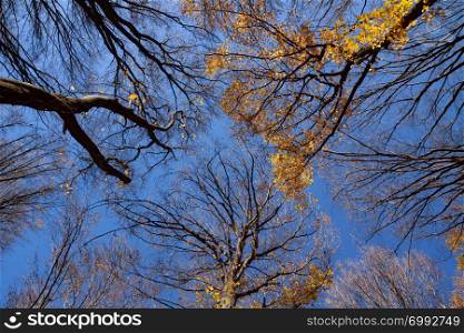 Autumn sky through the crown of trees