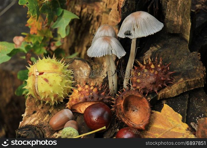 Autumn still life in a fall forest: mushrooms, chestnuts and leaves