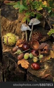 Autumn still life in a fall forest: mushrooms, chestnuts and leaves