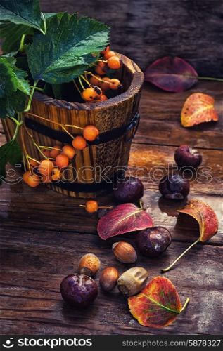Autumn still life. Miniature wood bucket with twigs and Rowan berries on background of autumn chestnuts and acorns