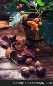 Autumn still life. Miniature wood bucket with twigs and Rowan berries on background of autumn chestnuts and acorns