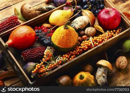 Autumn still life of pumpkins, mushrooms, apples, figs and berries.Fall food. Autumn still life with autumn harvest