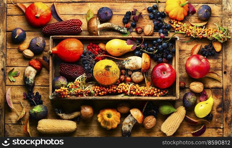 Autumn still life of pumpkins, mushrooms, apples, figs and berries.Fall food. Autumn still life with autumn harvest
