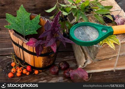 Autumn still life with autumn leaves,old books and wooden bucket