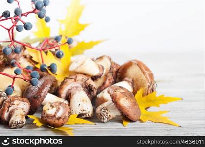 Autumn still life with forest mushrooms, yellow maple leaves and berries on a wooden background.