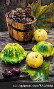 Autumn still life with squash. autumn harvest squash on the background of wooden tubs with cones strewn foliage.