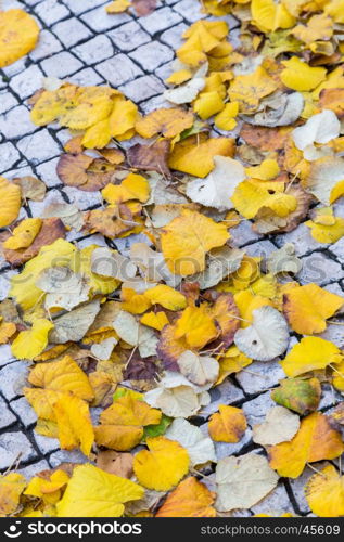 autumn street in Lisbon with yellow leaves on paved walkway from square bricks