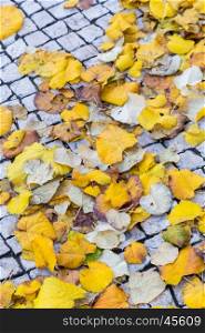 autumn street in Lisbon with yellow leaves on paved walkway from square bricks