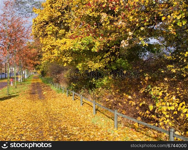 Autumn street view. Autumn scene in Copenhagen, footway with colored leaves and colored trees