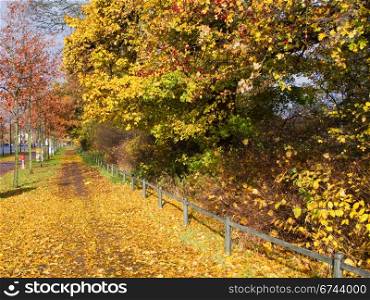 Autumn street view. Autumn scene in Copenhagen, footway with colored leaves and colored trees