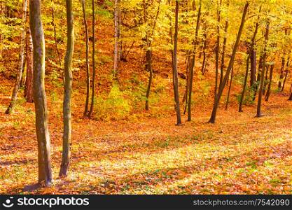 Autumn sunny forest with red trees and fallen leaves
