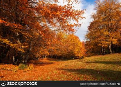 Autumn sunny woodland. Red and yellow color forest