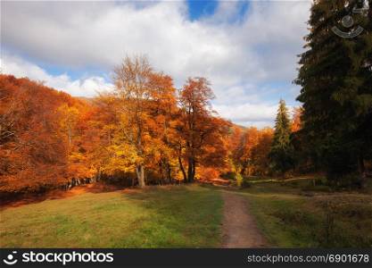 Autumn sunny woodland. Red and yellow color forest