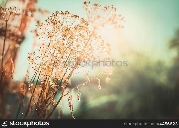 Autumn sunset landscape nature background. Dried flowers with water drops after the rain. Selective focus