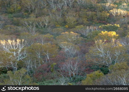 Autumn tint