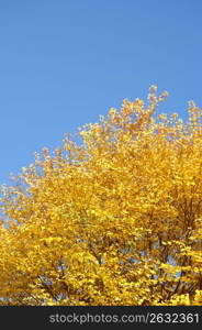 Autumn tint and blue sky