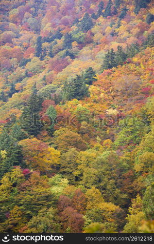 Autumn tint,Colored leaves,Maple