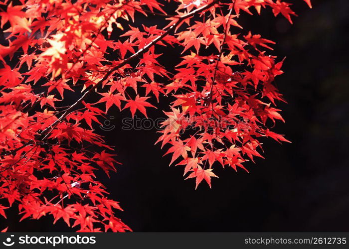 Autumn tint,Colored leaves,Maple