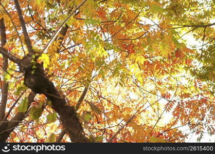 Autumn tint,Colored leaves,Maple